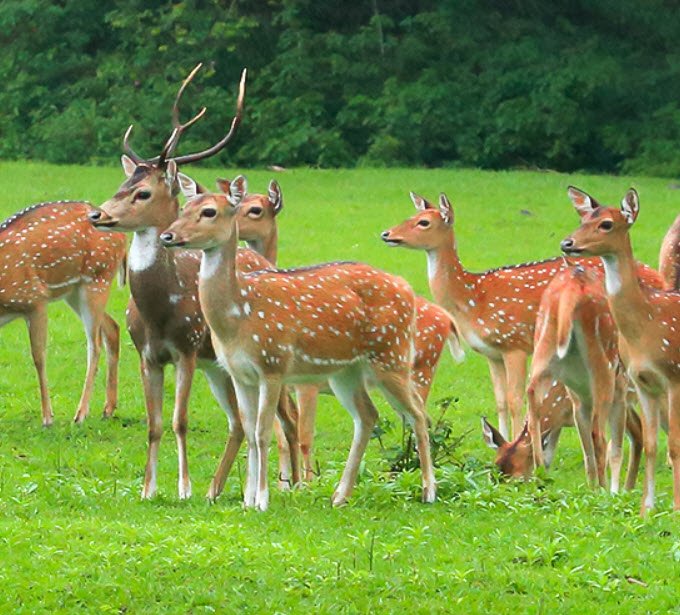 Someshwara Wildlife Sanctuary, Udupi, Karnataka - Vushii.com